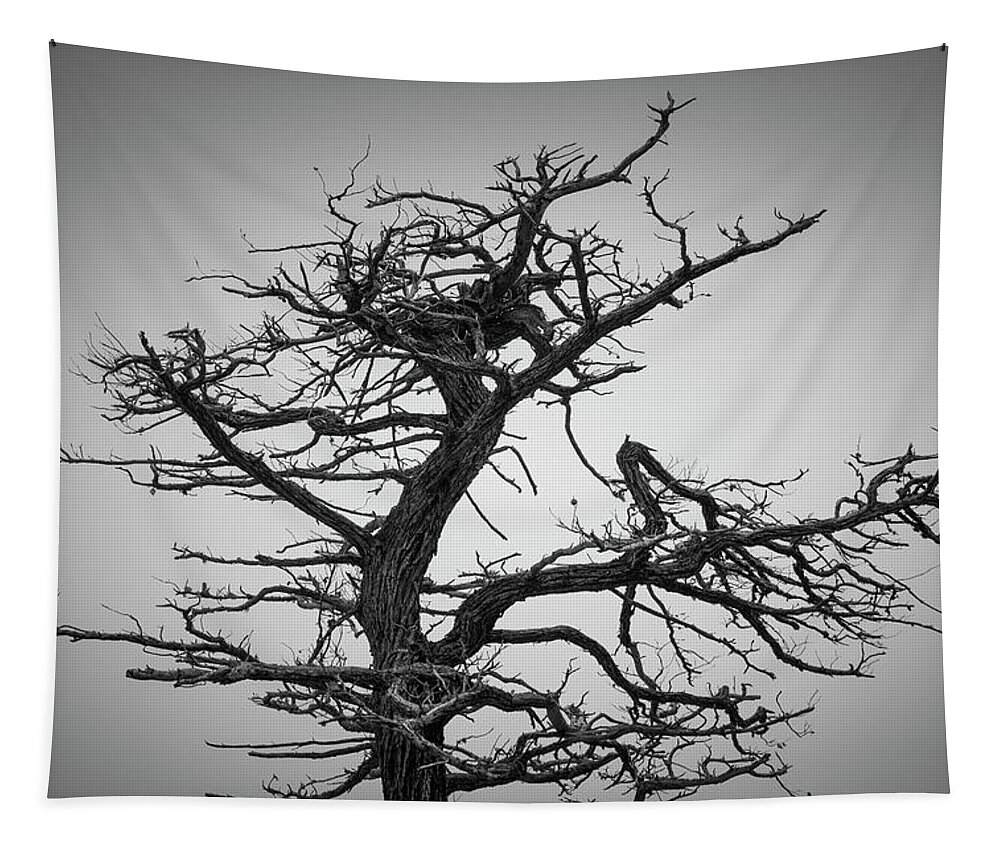 17 Mile Drive Tapestry featuring the photograph Monterey Peninsula VII BW by David Gordon