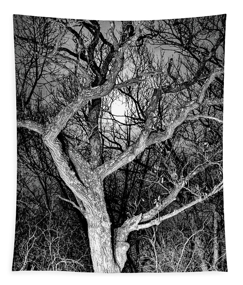 Full Moon Tapestry featuring the photograph Moonshine 2 by Susie Loechler