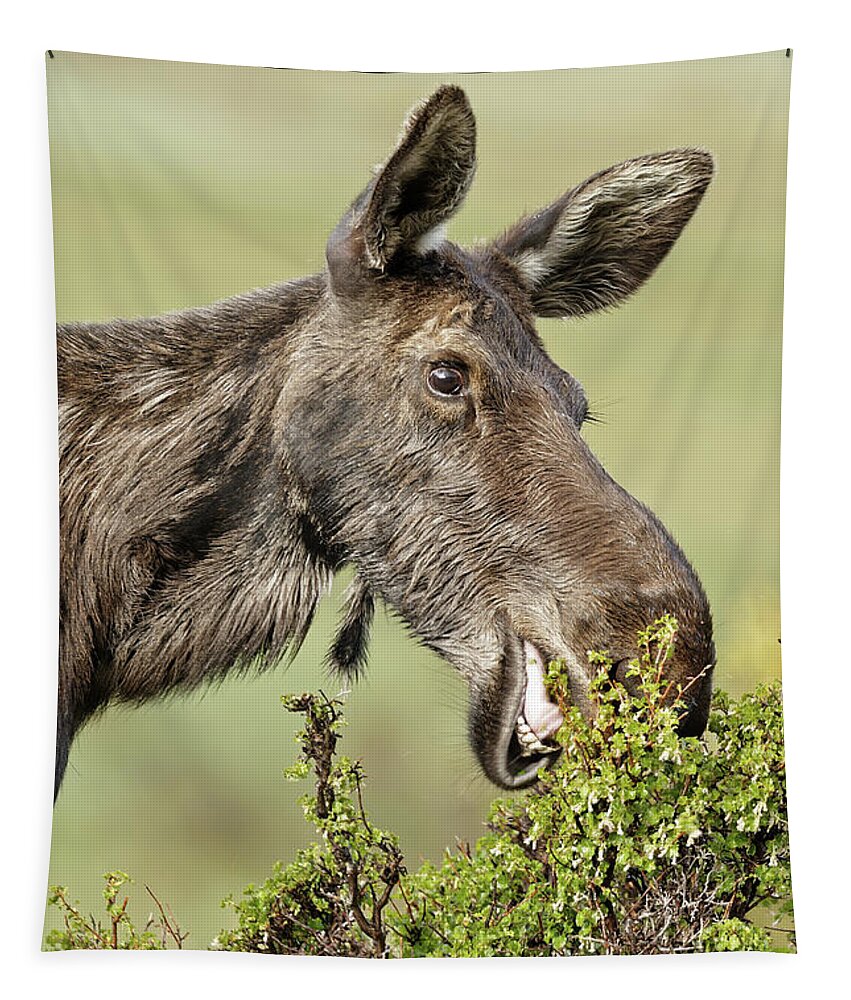 Moose Tapestry featuring the photograph Moose Cow Lunch by Natural Focal Point Photography