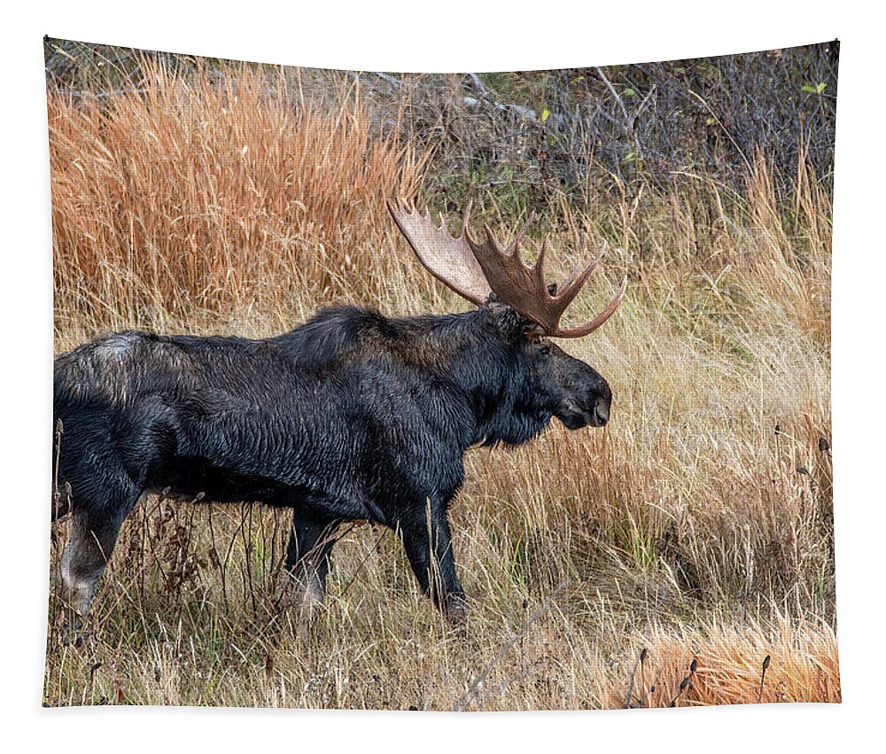 Wyoming Tapestry featuring the photograph Moose on the Move, Grand Teton National Park by Marcy Wielfaert