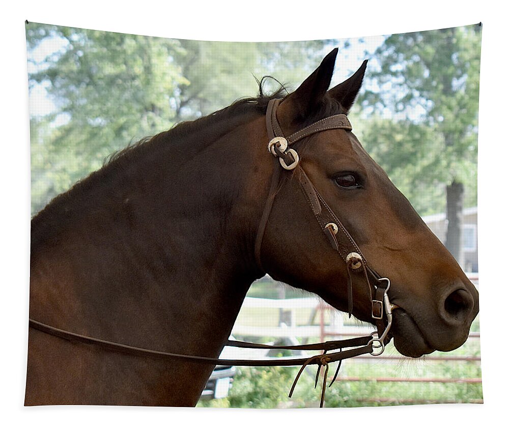 Horse Tapestry featuring the photograph Morgan Horse Portrait by Linda Brittain