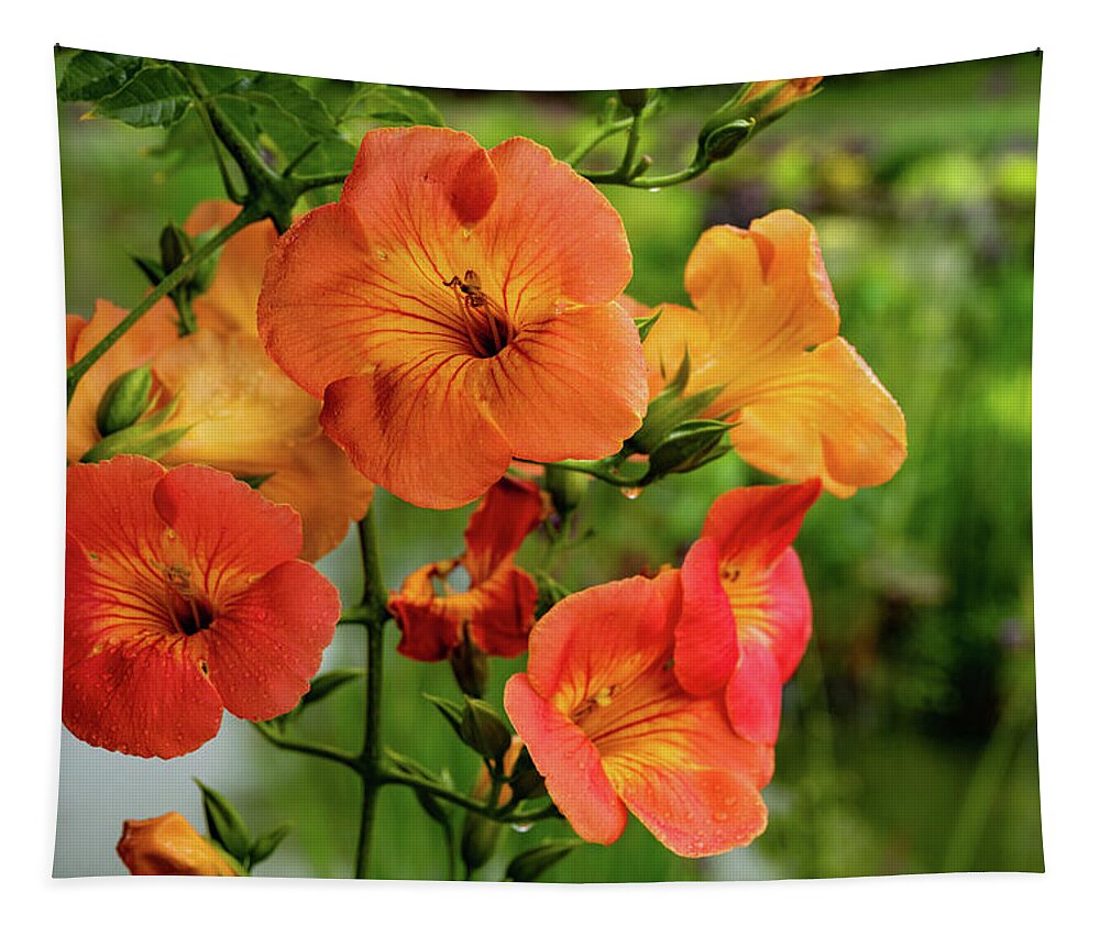 Campsis Grandiflora 'morning Calm' Tapestry featuring the photograph Morning Calm by Kevin Suttlehan