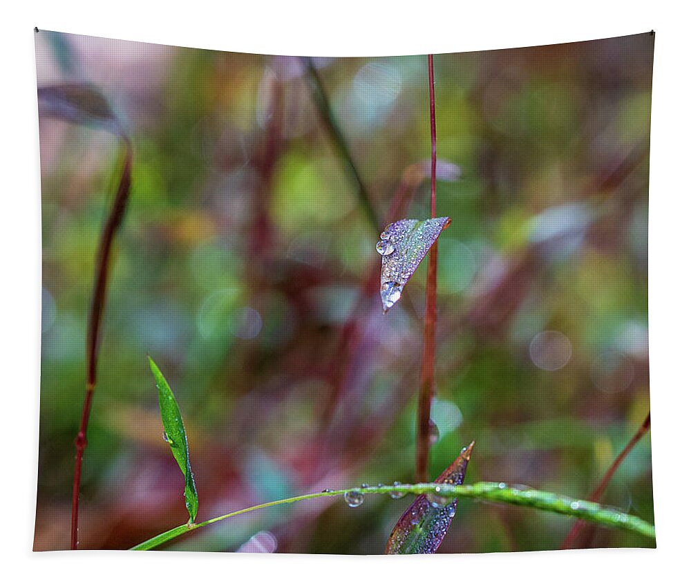 Water Drops Tapestry featuring the photograph Morning Dew on Grass by Amelia Pearn