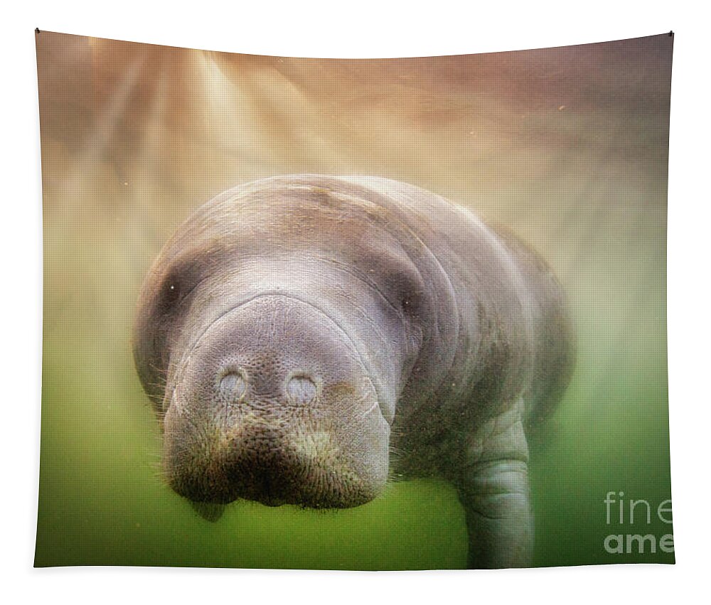 American Manatee Tapestry featuring the photograph Rays Of Hope by John Hartung  ArtThatSmiles com