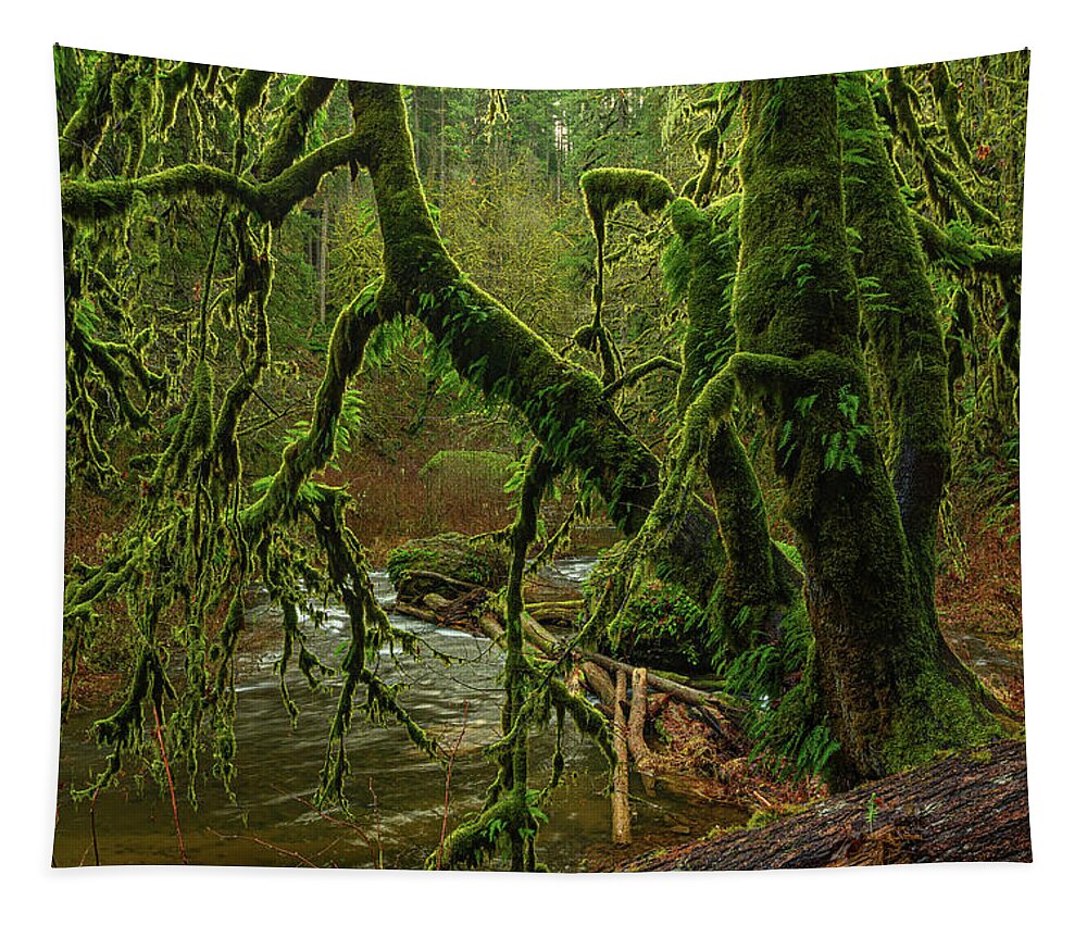 North Silver Creek Tapestry featuring the photograph Mossy tree by Ulrich Burkhalter