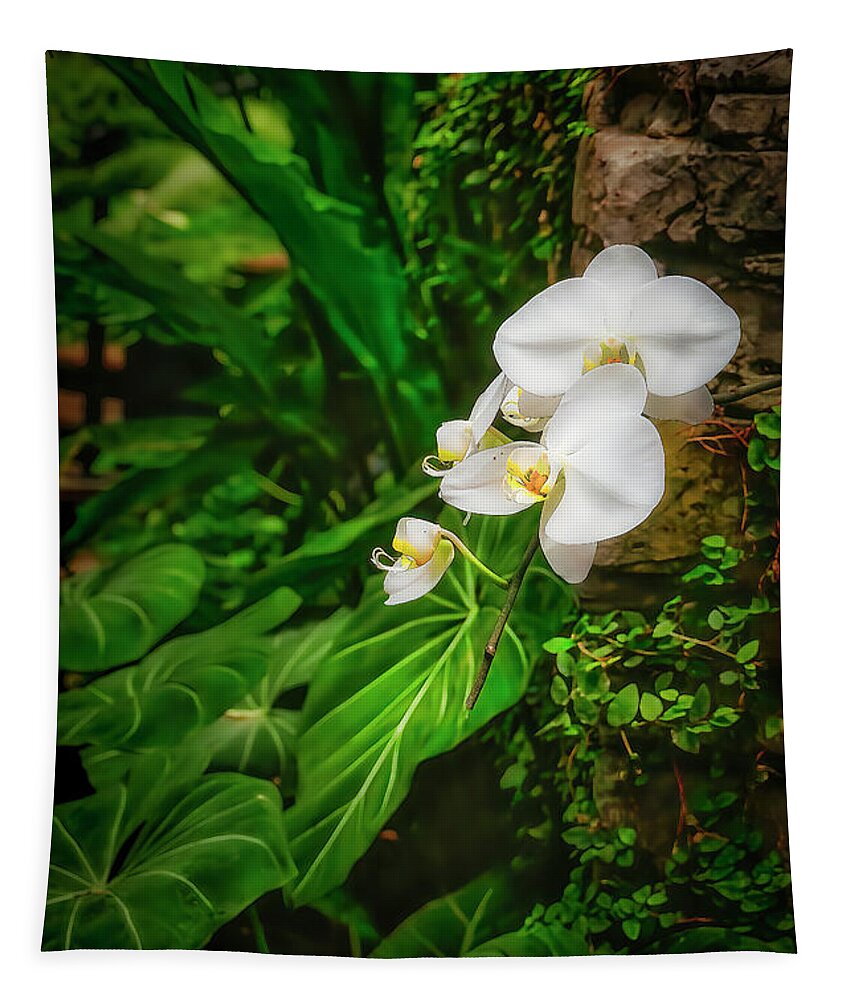 Orchid Tapestry featuring the photograph Moth Orchid by Shelia Hunt