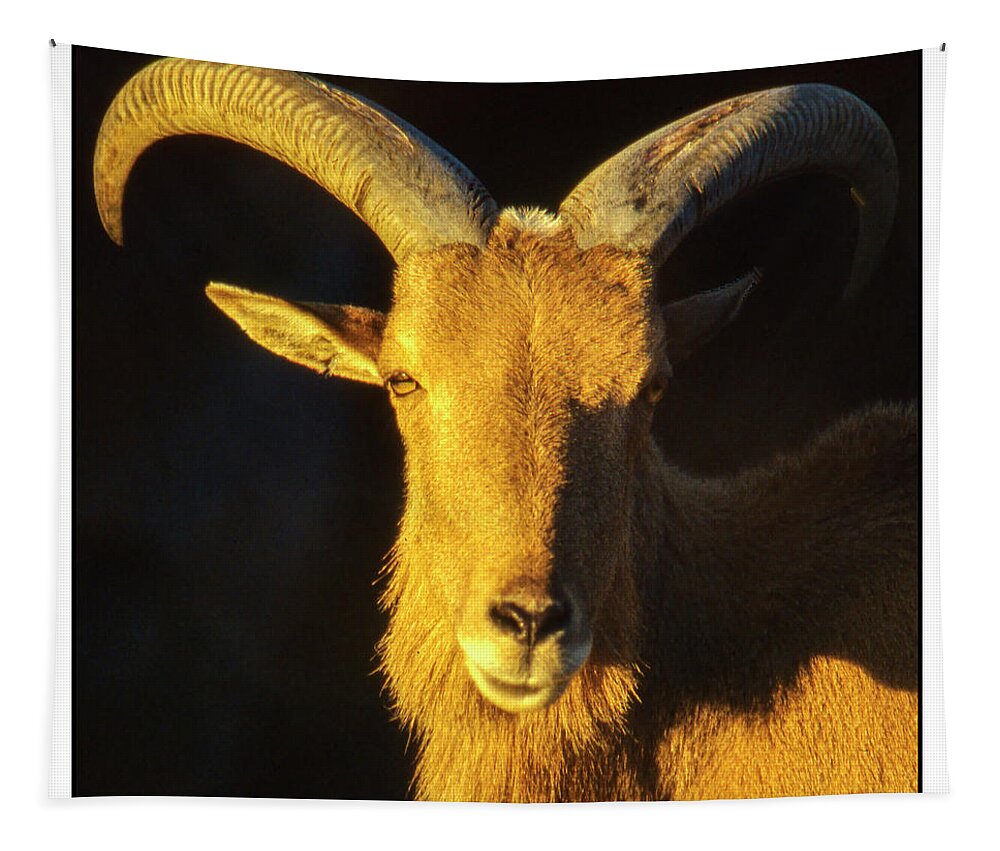 Australia Tapestry featuring the photograph Mountain Goat by Frank Lee