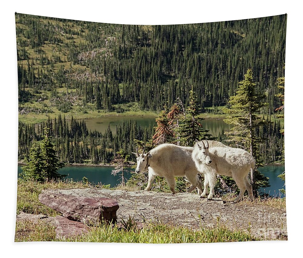 Animal Tapestry featuring the photograph Mountain Goat Pair in Glacier National Park by Nancy Gleason