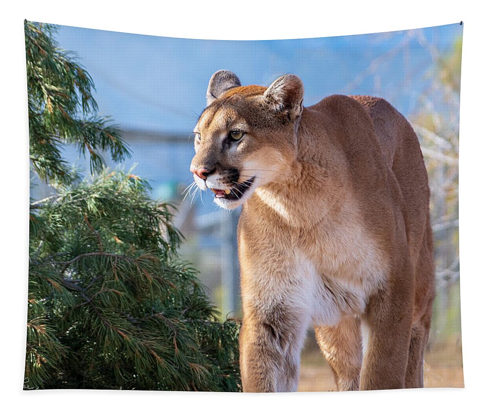 Mountain Lion Fstop101 Wildlife Tapestry featuring the photograph Mountain Lion by Geno Lee