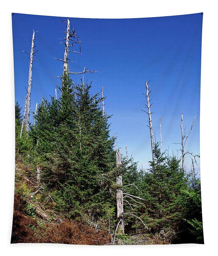 Balsam Woolly Adelgid Tapestry featuring the photograph Mountain Pines by Phil Perkins