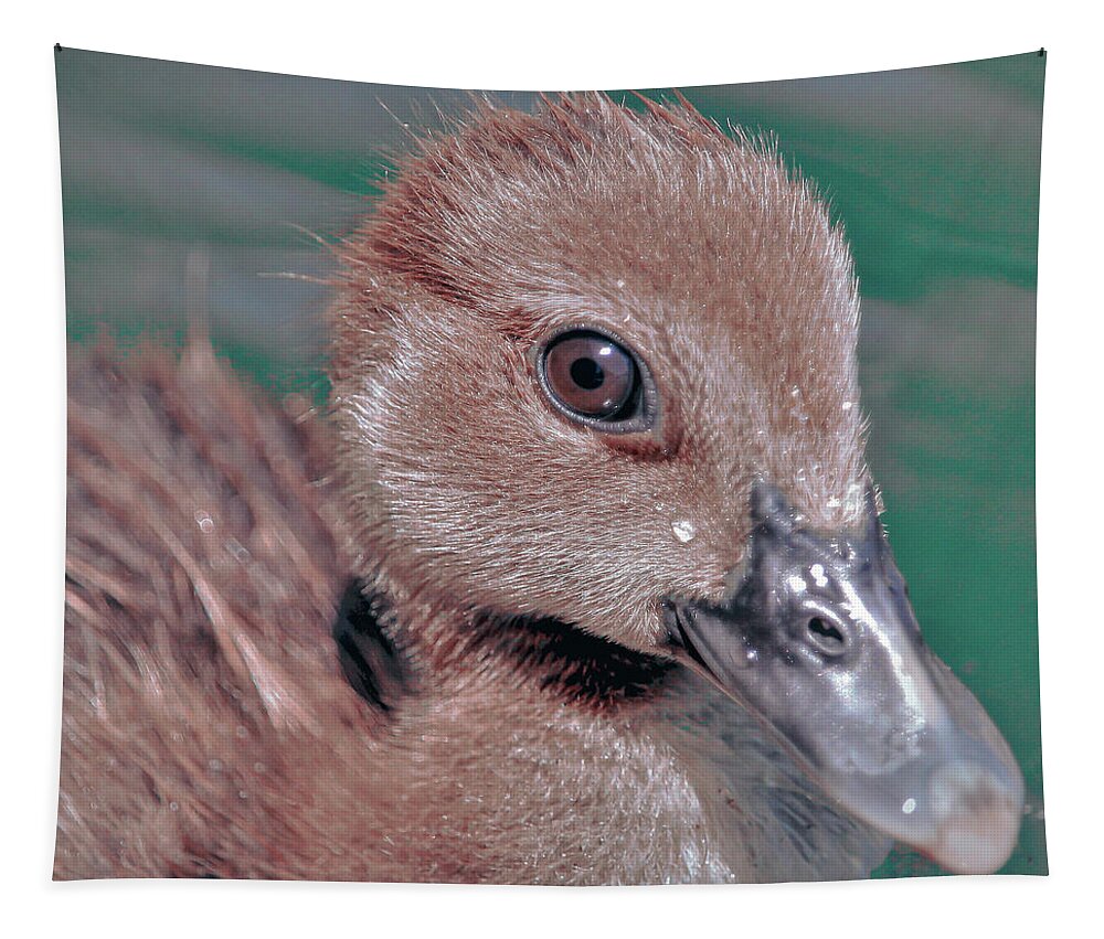 Duckling Tapestry featuring the photograph Muscovy Duckling by Joanne Carey
