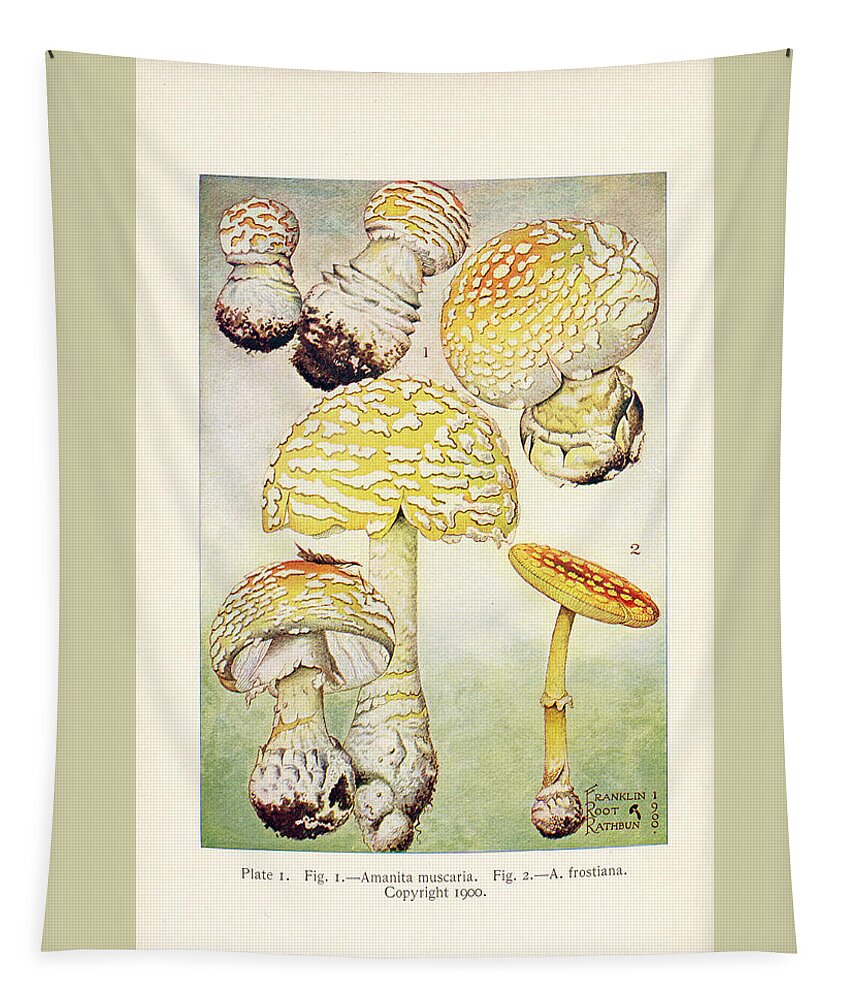 Mushroom Tapestry featuring the painting Mushrooms, Edible, Poisonous, Etc. by F R Rathburn