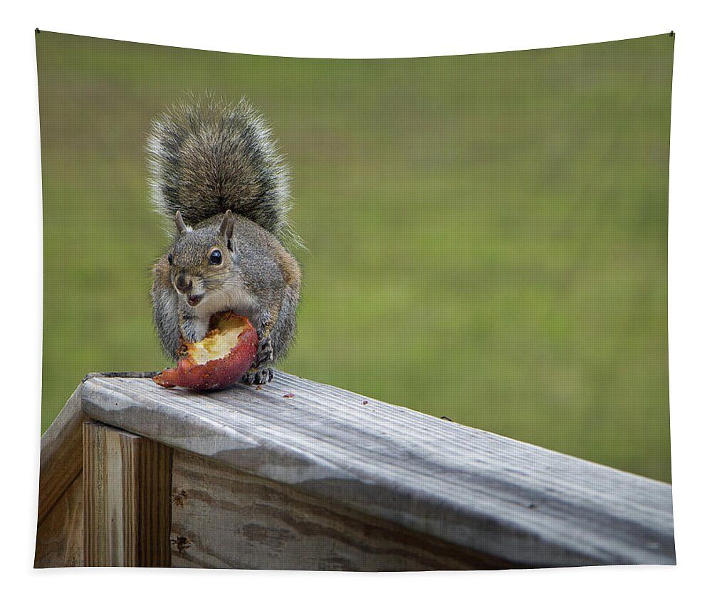 Squirrel Tapestry featuring the photograph My Apple by M Kathleen Warren