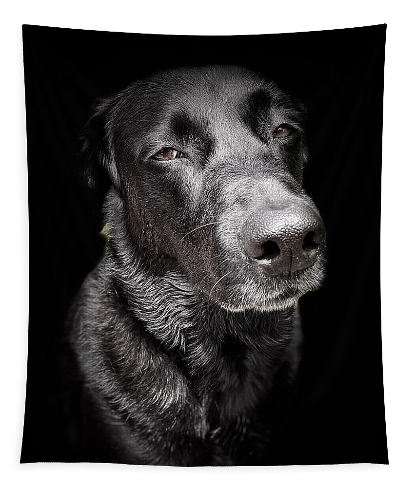 Dog Tapestry featuring the photograph My Dog Darby by David Letts