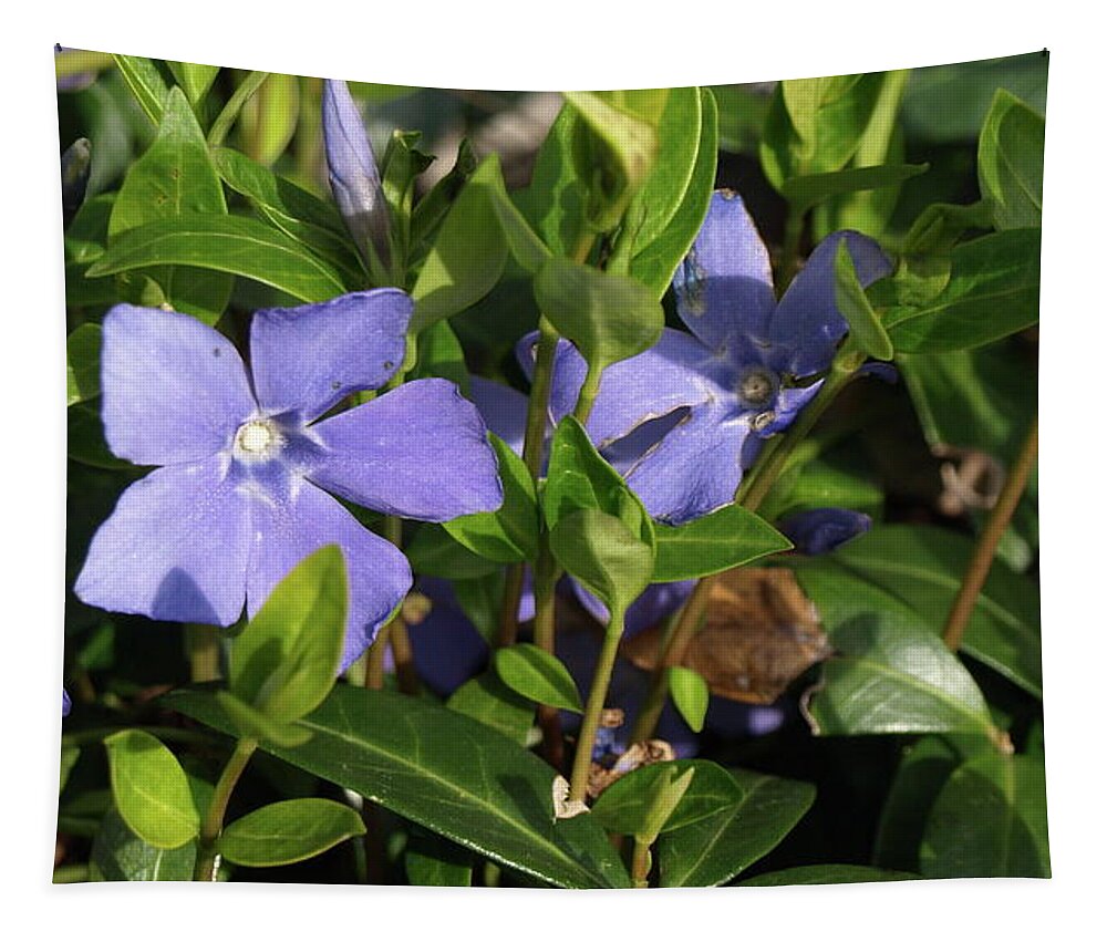 Ground Cover Tapestry featuring the photograph Myrtle by Jeffrey Peterson