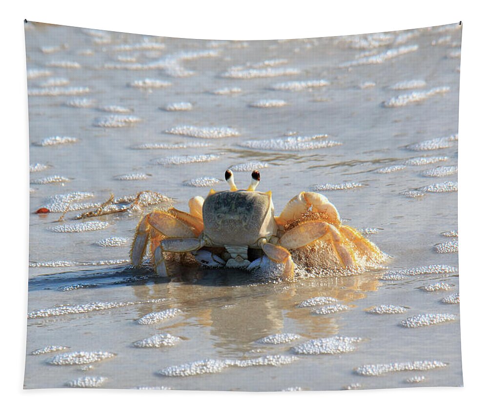 Gulf Tapestry featuring the photograph Naples Gulf Beach Sea Life - Ghost Crab Posing by Ronald Reid