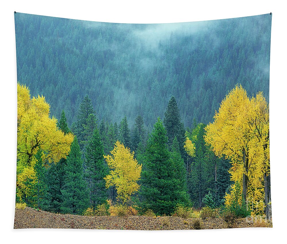 Dave Welling Tapestry featuring the photograph Narrowleaf Cottonwoods And Blur Spruce Trees In Grand Tetons by Dave Welling