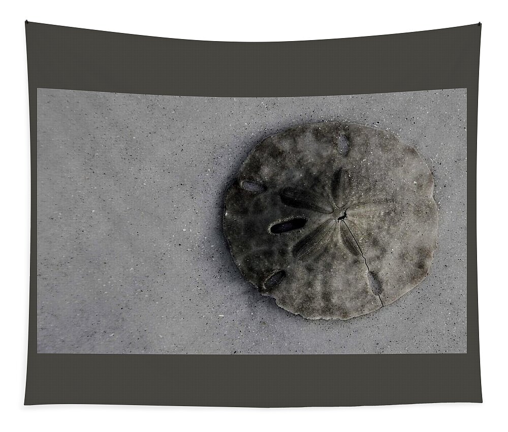 Beach Tapestry featuring the photograph Natural Sand Dollar on Florida Beach by Valerie Collins