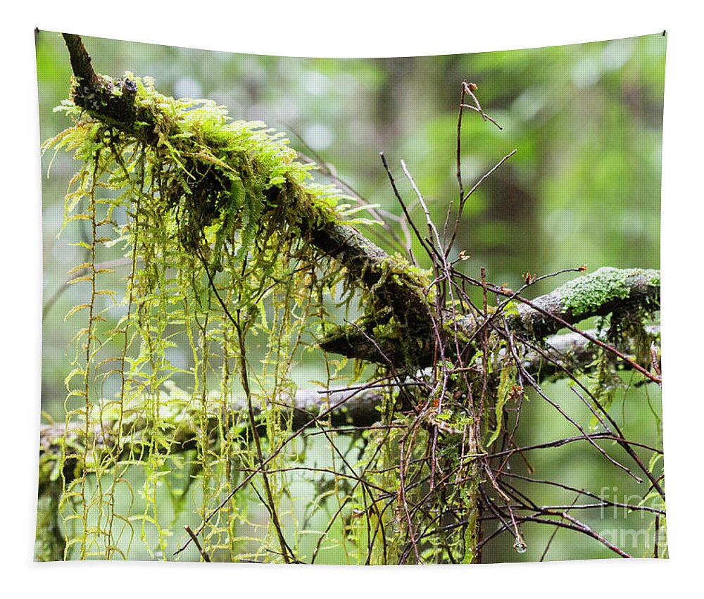Moss Tapestry featuring the photograph Nature's Delicate Beauty by Linda Lees