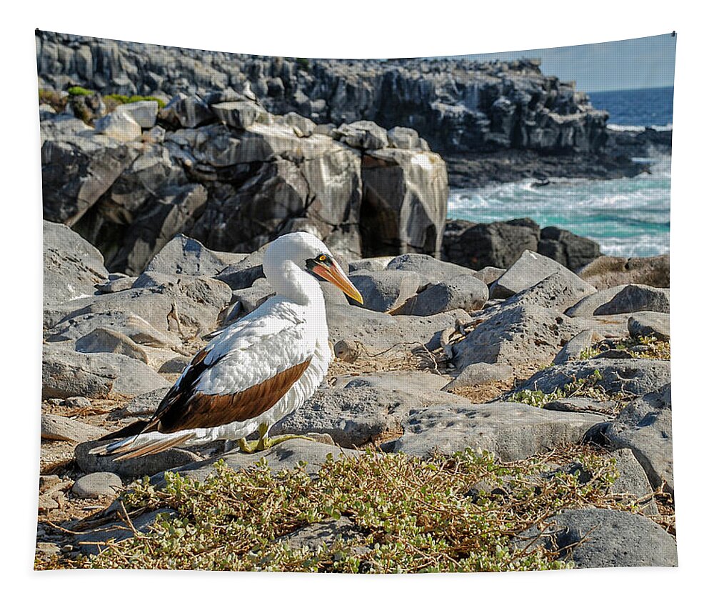 Animals In The Wild Tapestry featuring the photograph Nazca Booby sitting on the rocks of Espanola island by Henri Leduc