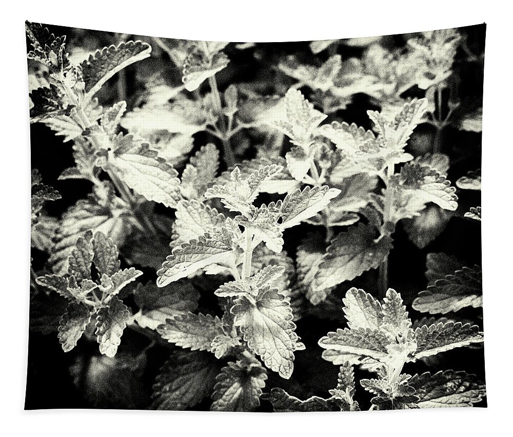 Leaves Tapestry featuring the photograph Nepeta Grandiflora Leaves Monochrome by Tanya C Smith