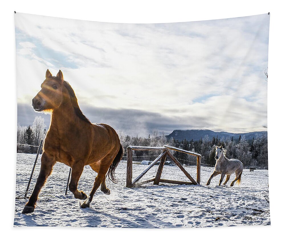 Winter Tapestry featuring the photograph New Beginnings by Listen To Your Horse