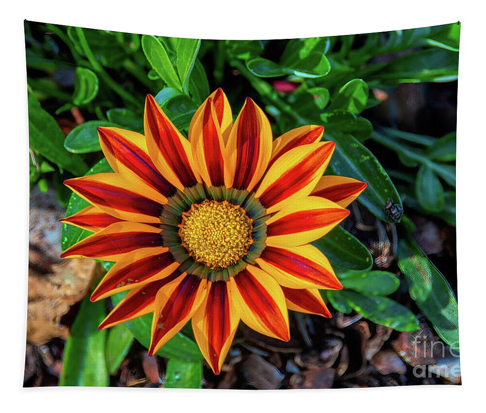 Gazania Tapestry featuring the photograph New Day Red Stripe Gazania by Diana Mary Sharpton