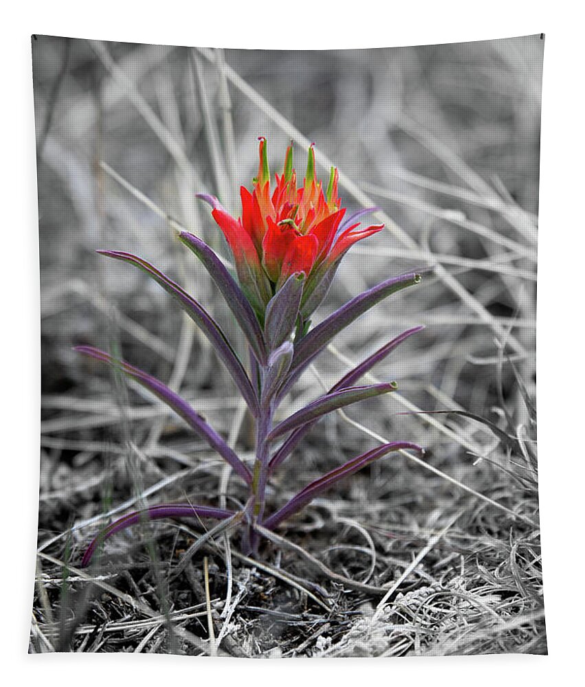 New Mexico Tapestry featuring the photograph New Mexico Painbrush by Tara Krauss