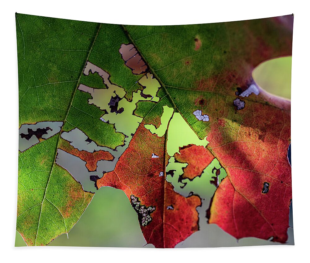 Trees Tapestry featuring the photograph New York Fall Colors 2020 by Amelia Pearn