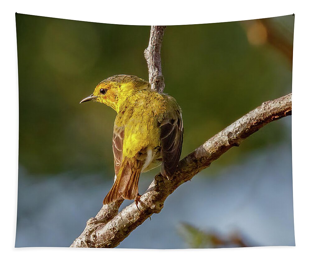 Warbler Tapestry featuring the photograph Nieghborhood Warbler by Les Greenwood