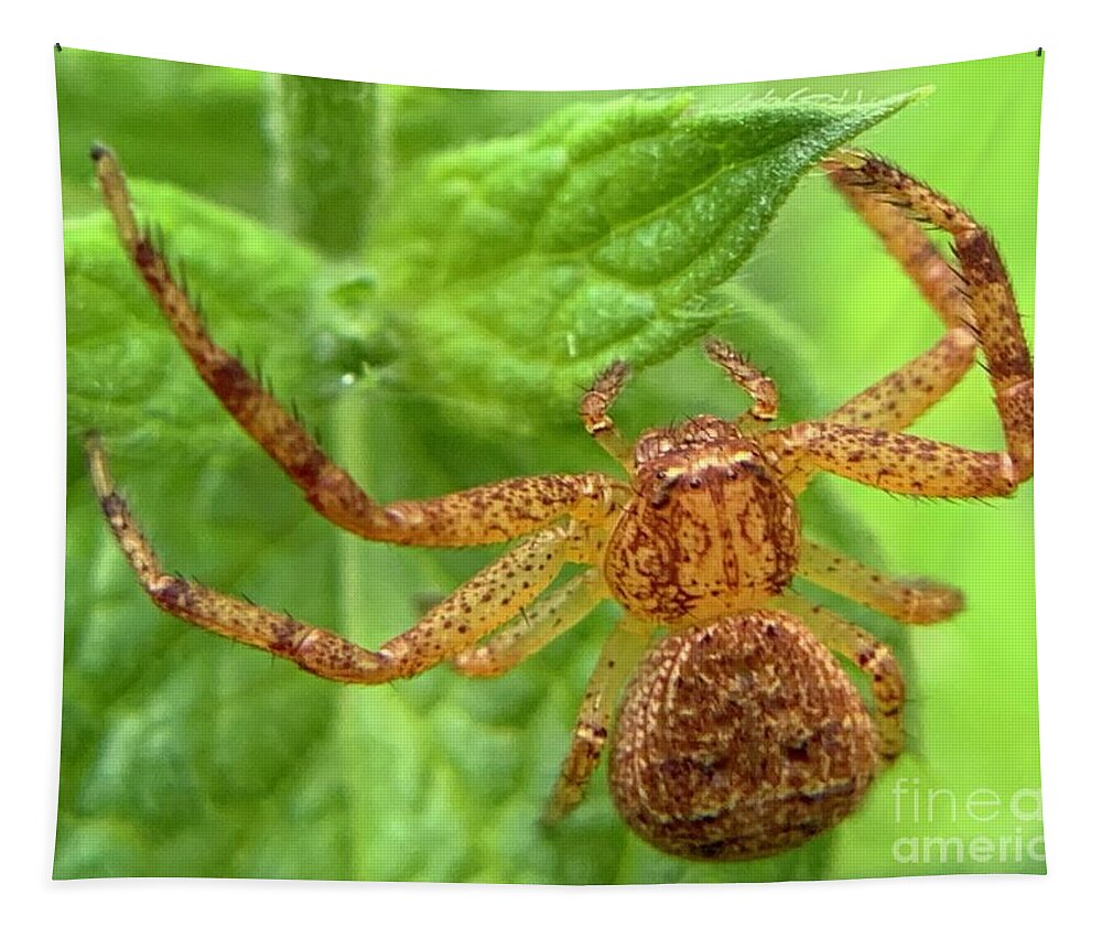 Spider Tapestry featuring the photograph Northern Crab Spider by Catherine Wilson