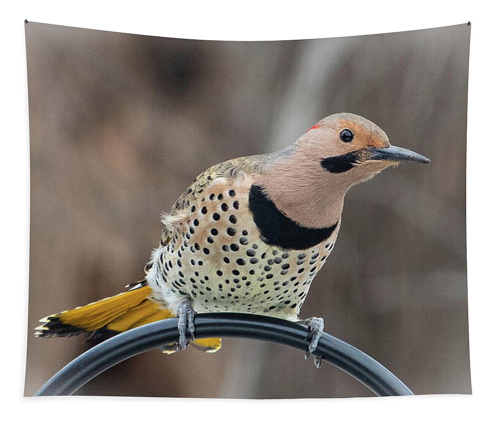 2019 Tapestry featuring the photograph Northern Flicker 7 by Gerri Bigler