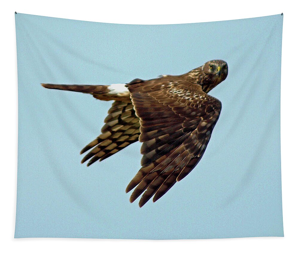 Animal Tapestry featuring the photograph Northern Harrier, Looking at You by DADPhotography