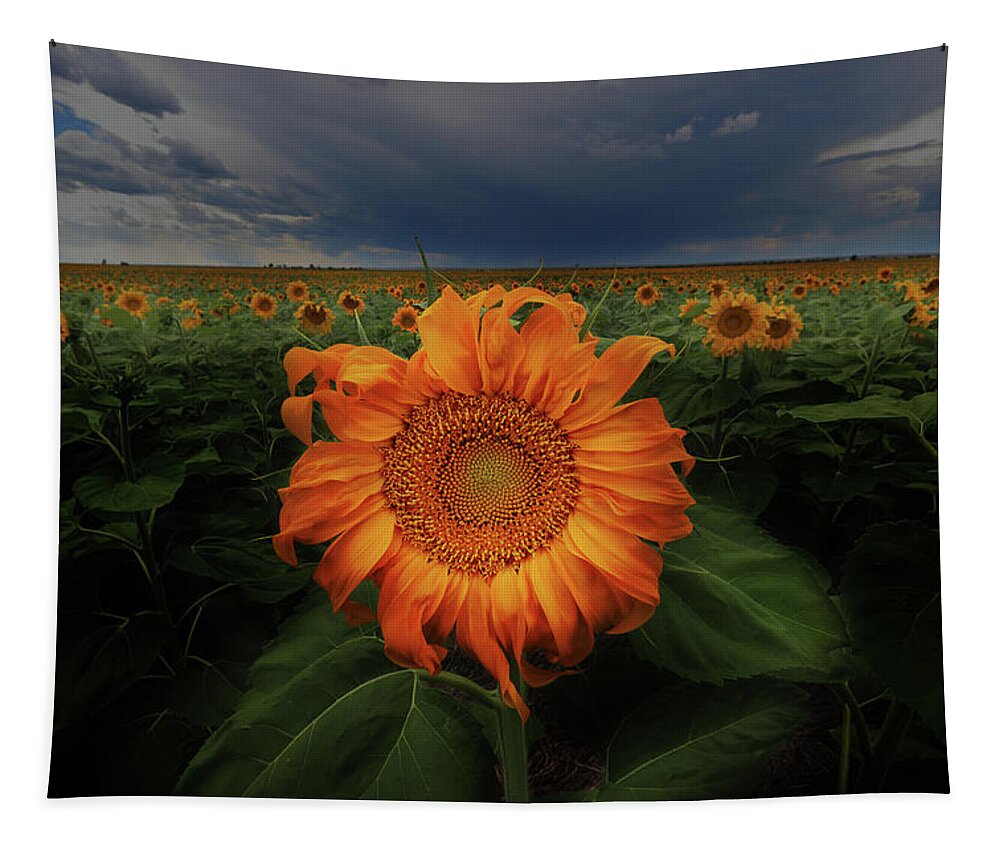 Sunflower Tapestry featuring the photograph Not Just Another Face In The Crowd by Brian Gustafson
