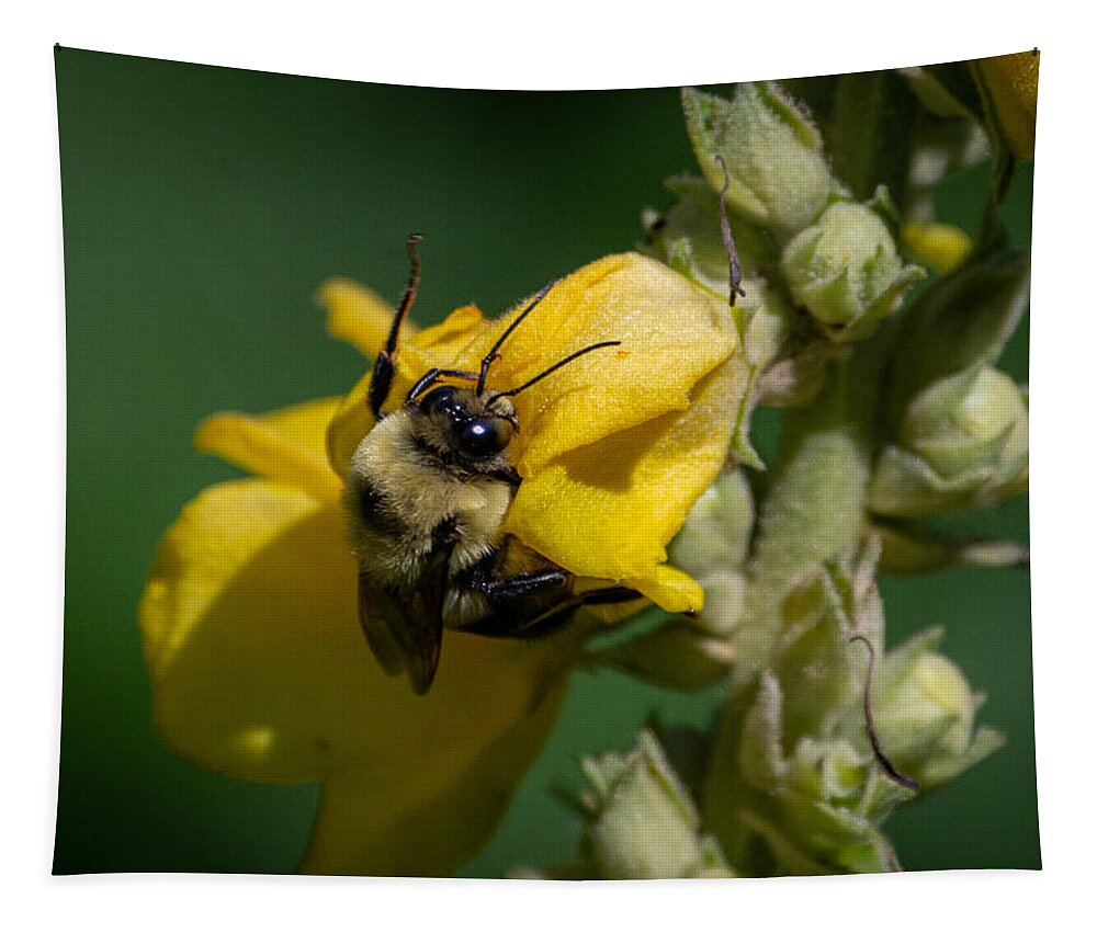 Bumblebee Tapestry featuring the photograph Not taking the Littles for Granted by Linda Bonaccorsi