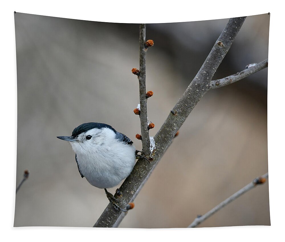 Nuthatch Tapestry featuring the photograph Nuthatch by Michelle Wittensoldner