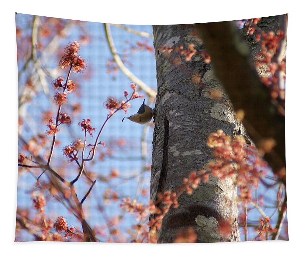  Tapestry featuring the photograph Nuthatch Treat by Heather E Harman