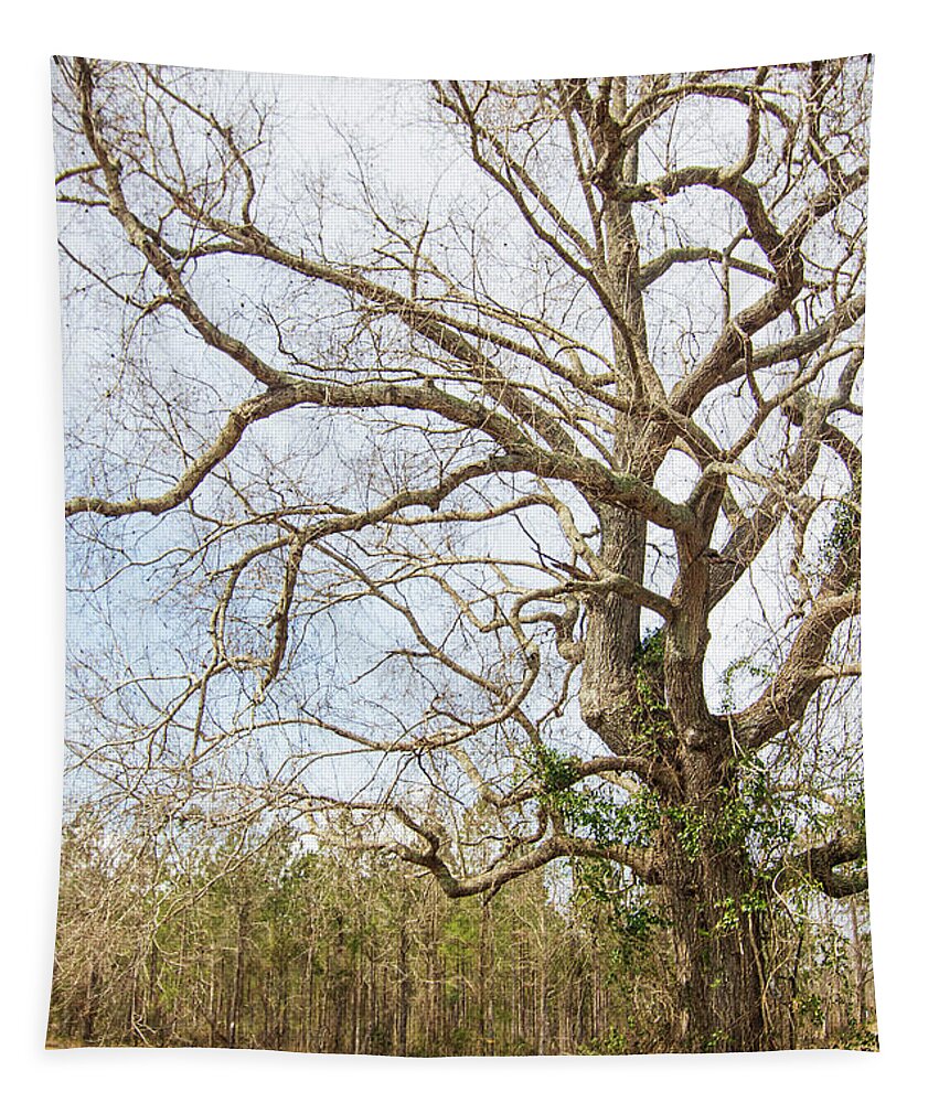 Oak Tapestry featuring the photograph Oak Tree Along the Backroads - Pamlico County, North Carolina by Bob Decker