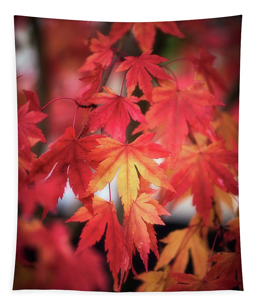 Leaves Tapestry featuring the photograph October Maple by Philippe Sainte-Laudy