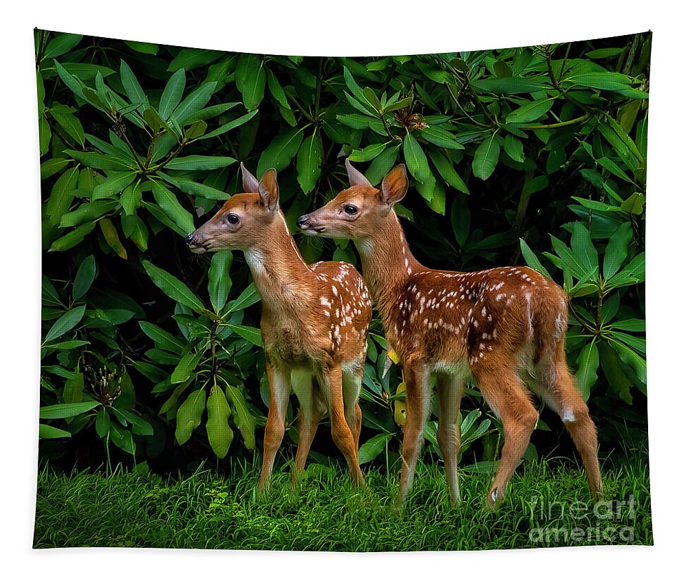Deer Tapestry featuring the photograph Oh, deer... We have been spotted. by Shelia Hunt