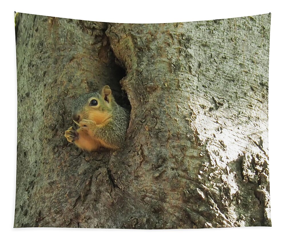 Squirrel Tapestry featuring the photograph Oh my Who Are You by C Winslow Shafer