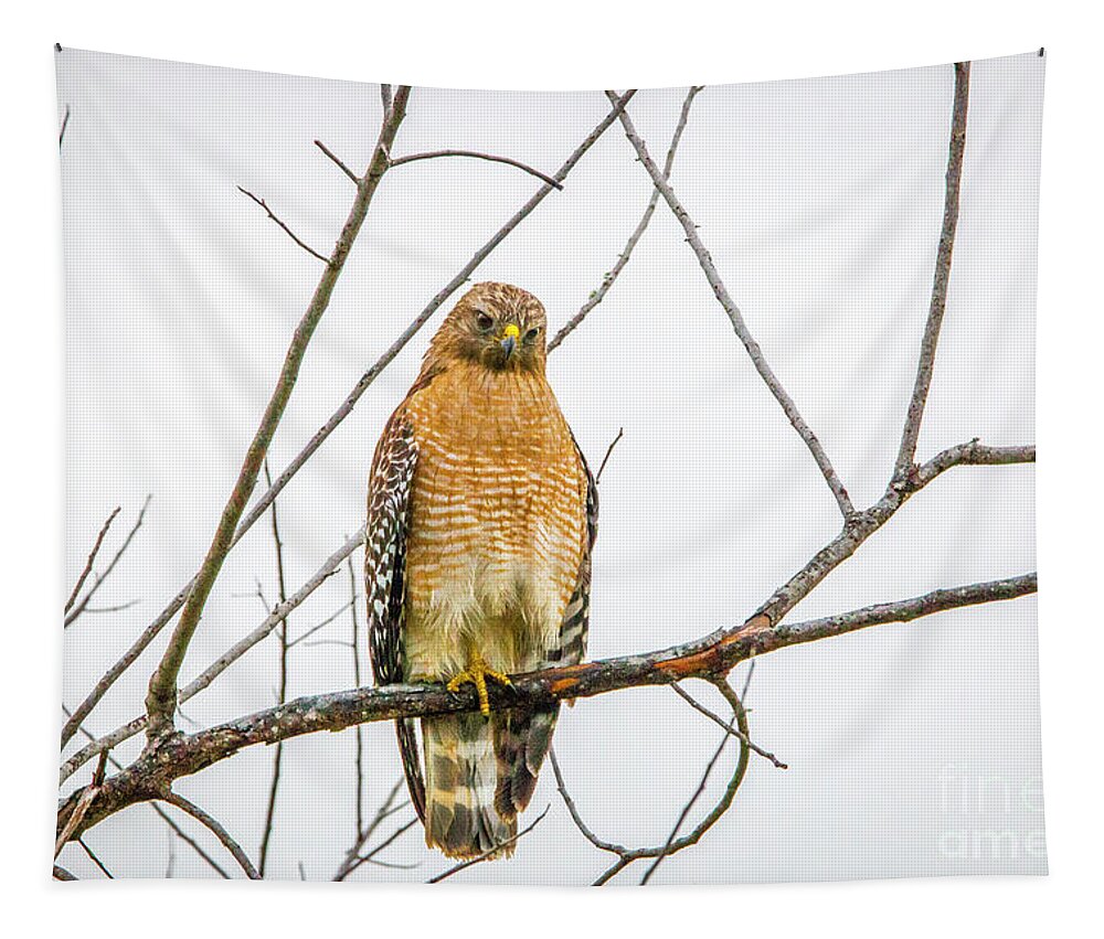 Hawk Tapestry featuring the photograph One Legged Perch by Tom Claud