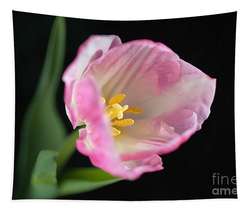 Disambiguation Tapestry featuring the photograph Opening Pink Soft White Tulip by Joy Watson