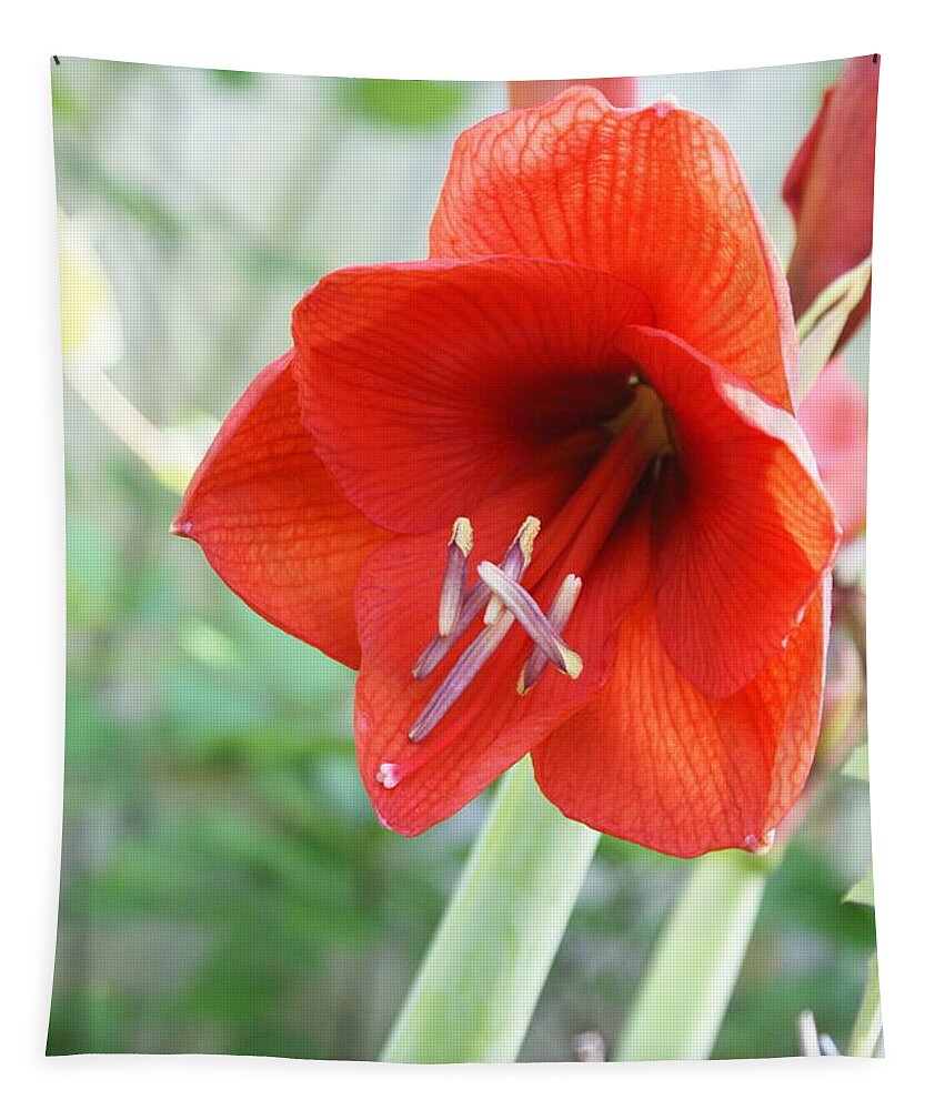  Tapestry featuring the photograph Orange Amaryllis by Heather E Harman