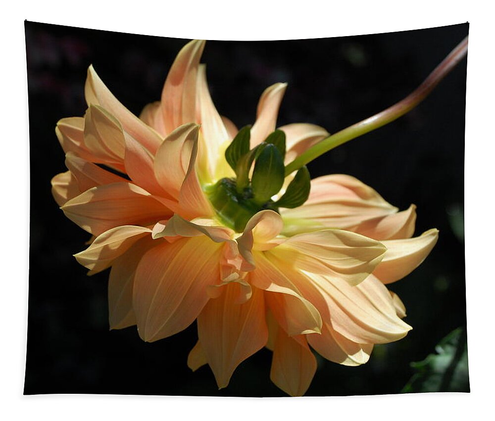 Dahlia Tapestry featuring the photograph Orange Dahlia by Amy Fose
