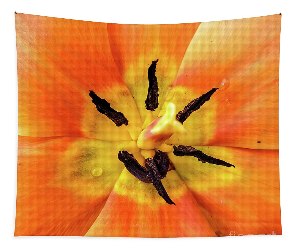 Orange Floral Closeup Macro Tapestry featuring the photograph Orange Floral Closeup Macro by David Millenheft
