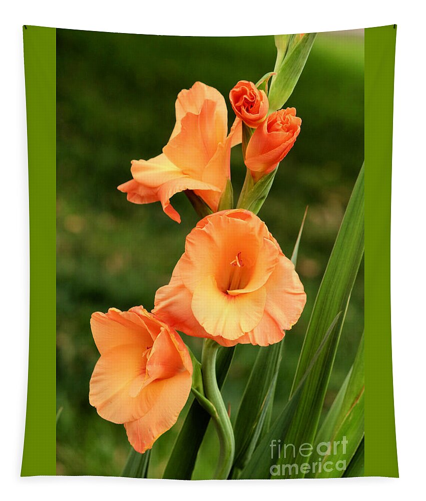 Gladiolus Tapestry featuring the photograph Orange Gladiolus with Green Background by Carol Groenen