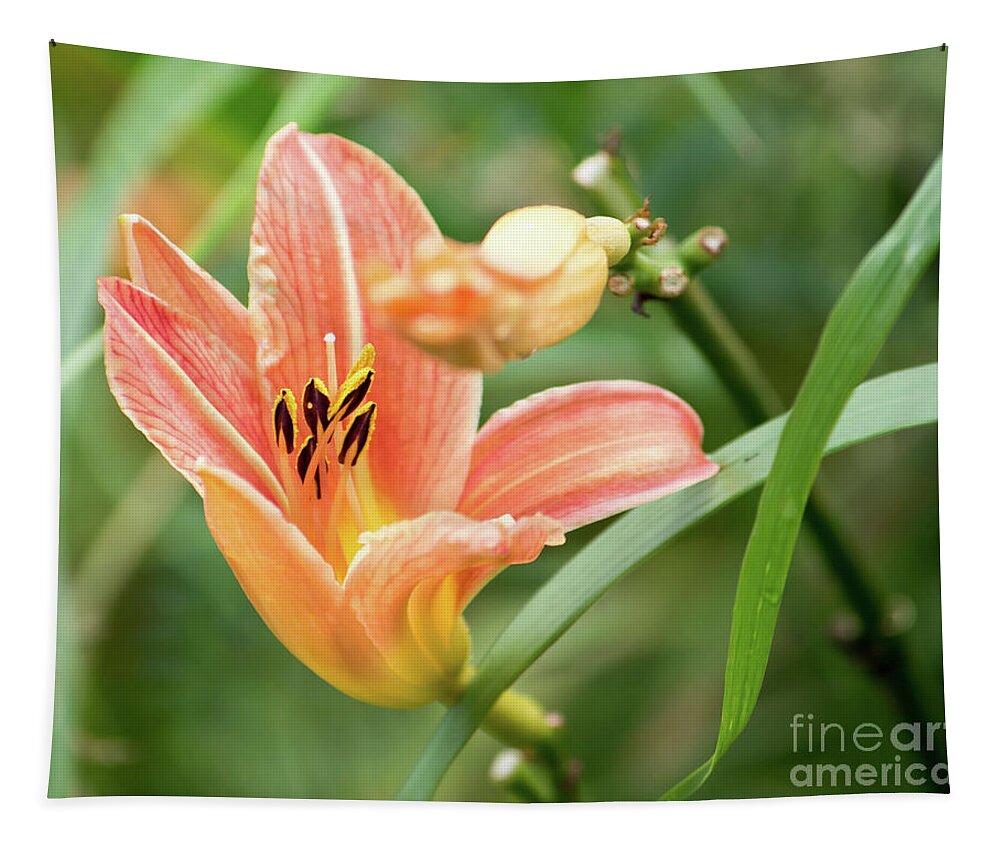 Flowers Tapestry featuring the photograph Orange Lily Delight by Marc Champagne