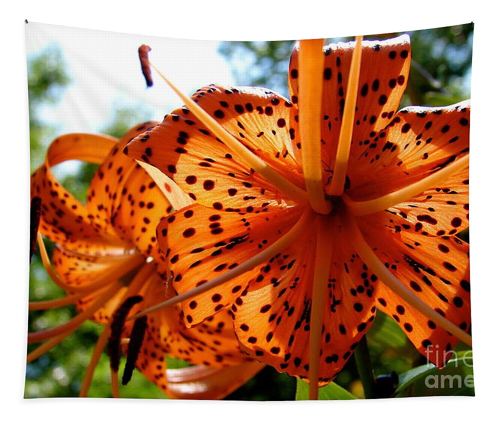 Orange Tiger Lily Tapestry featuring the digital art Orange Tiger Lily by Tammy Keyes