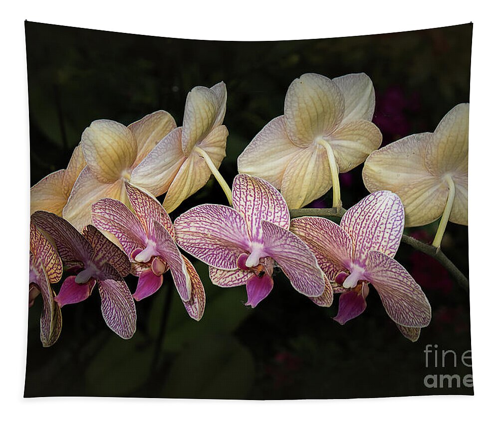 Orchid Tapestry featuring the photograph Orchid Perfection by Elaine Teague